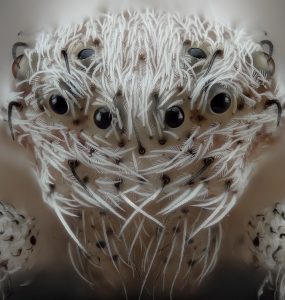 Araña en close up