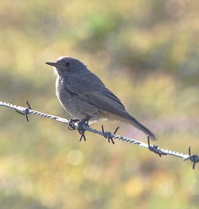 Un pájaro está posado sobre un alambre de púas.