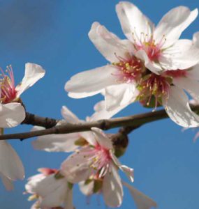 Flor de almendro