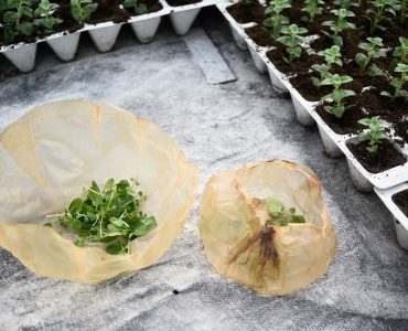 Empaques naturales SCOBY